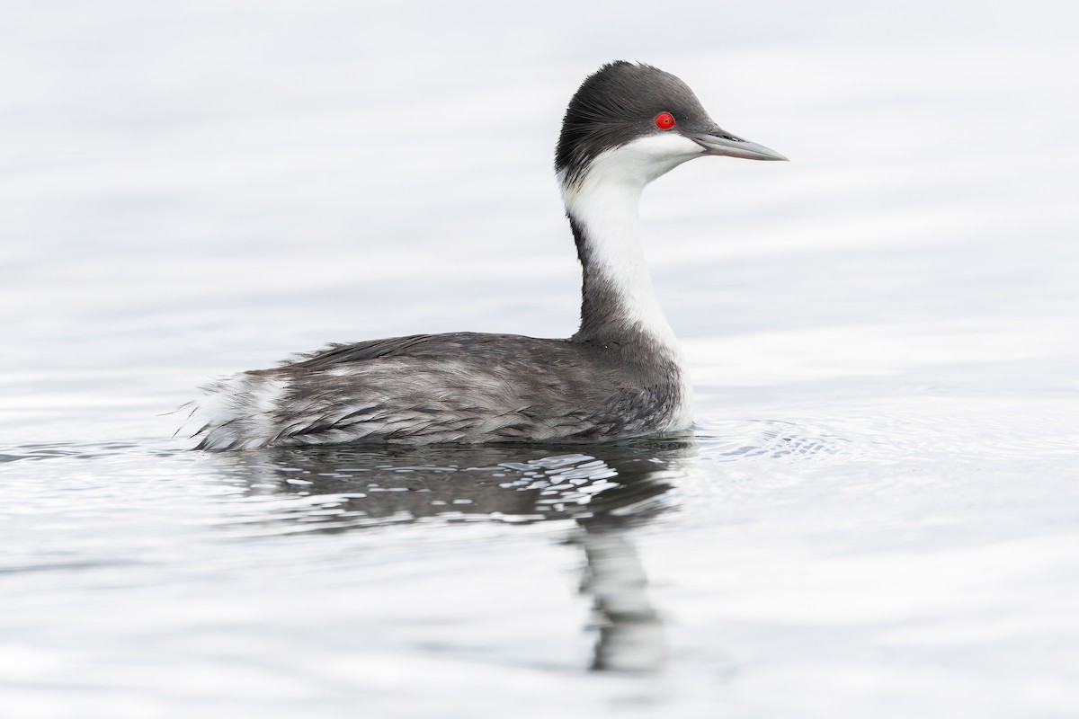 Junin Grebe - ML645969915