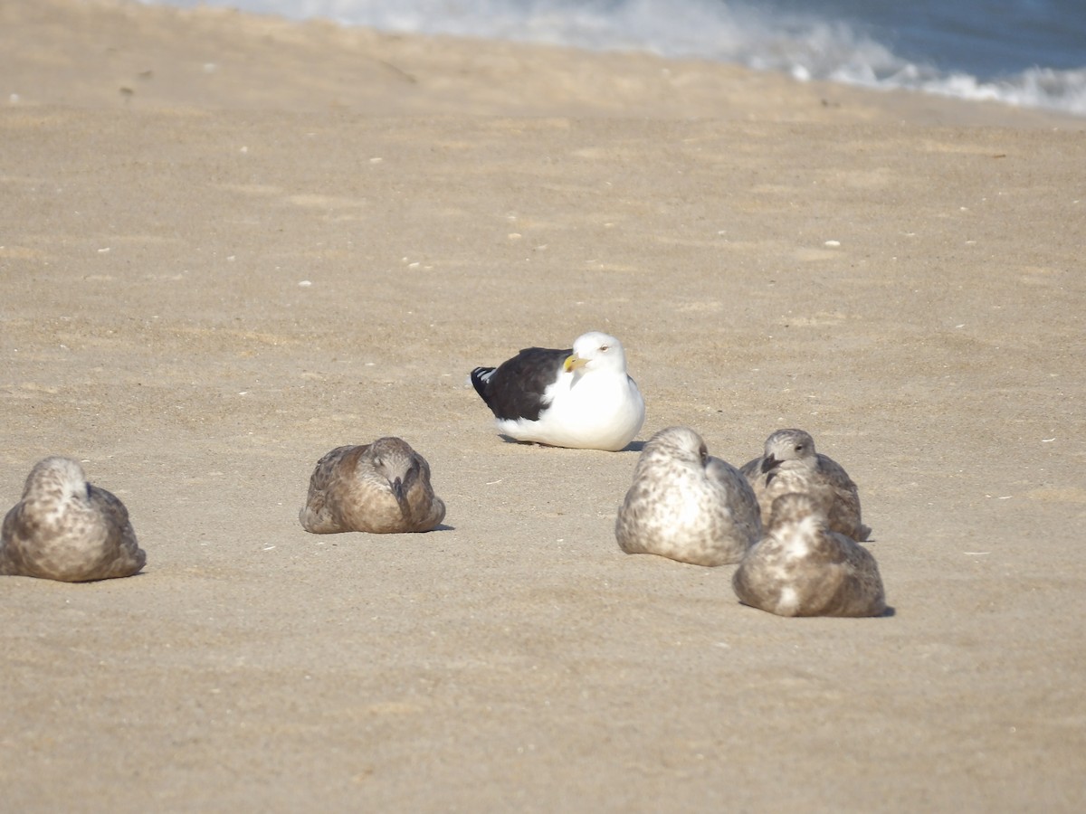 Great Black-backed Gull - ML645969916