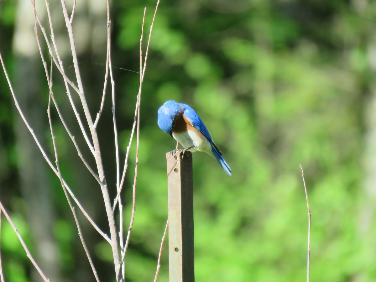 Eastern Bluebird - ML645969930