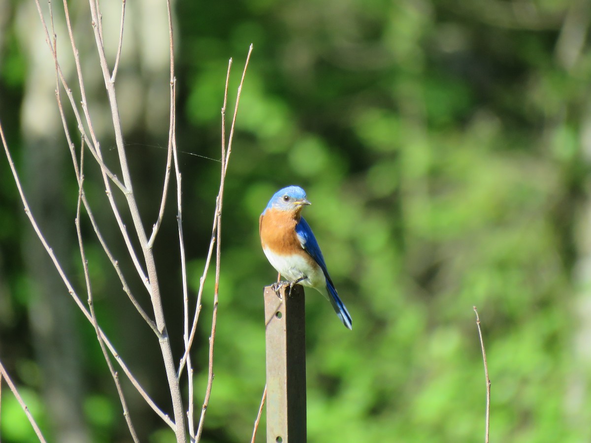 Eastern Bluebird - ML645969931