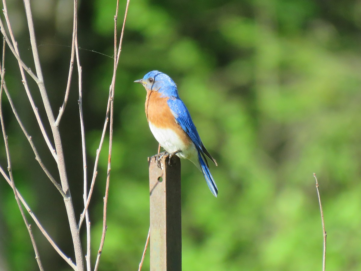 Eastern Bluebird - ML645969932