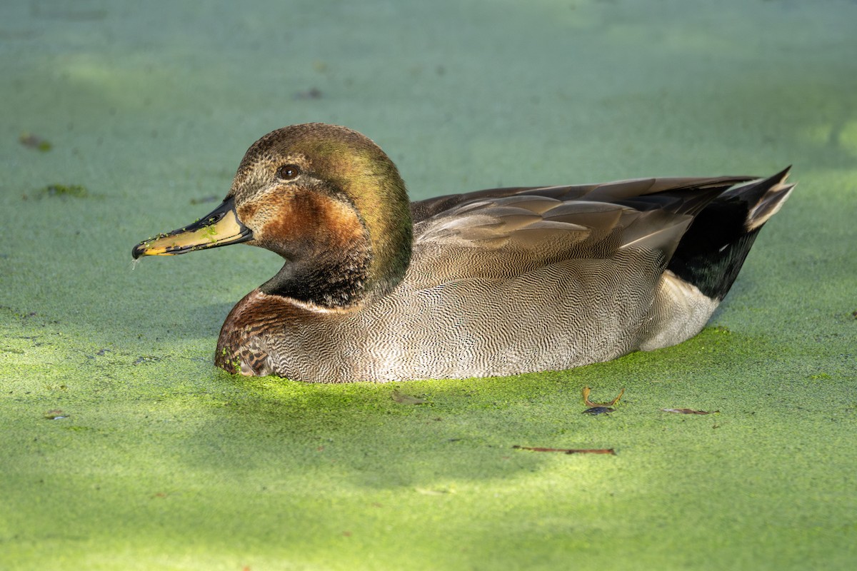 kopřivka obecná x kachna divoká (hybrid) - ML645969936