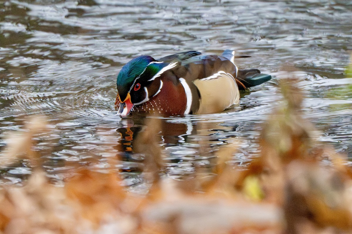 kachnička karolínská - ML645969946