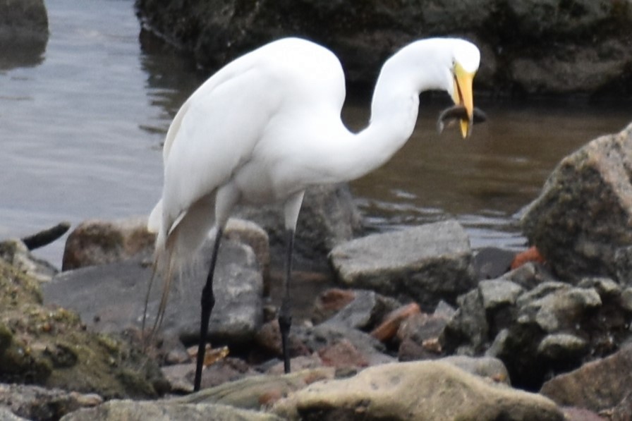 Koartza zuria - ML645969947