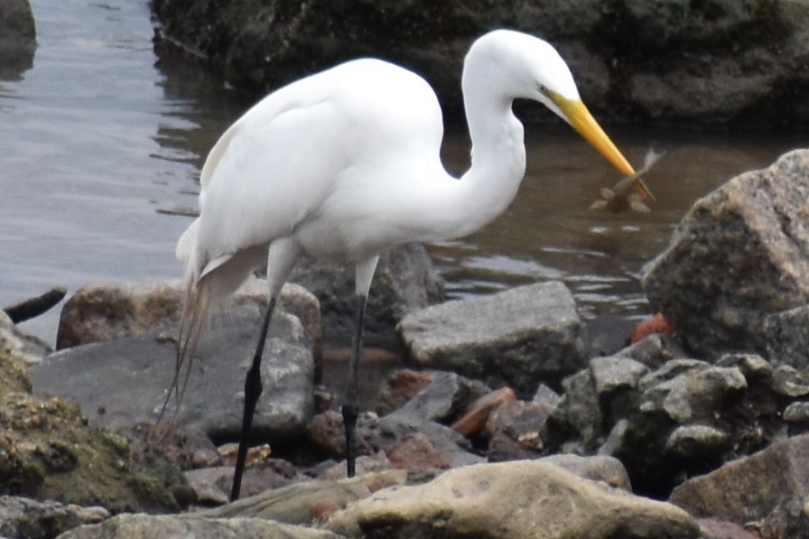 Koartza zuria - ML645969948