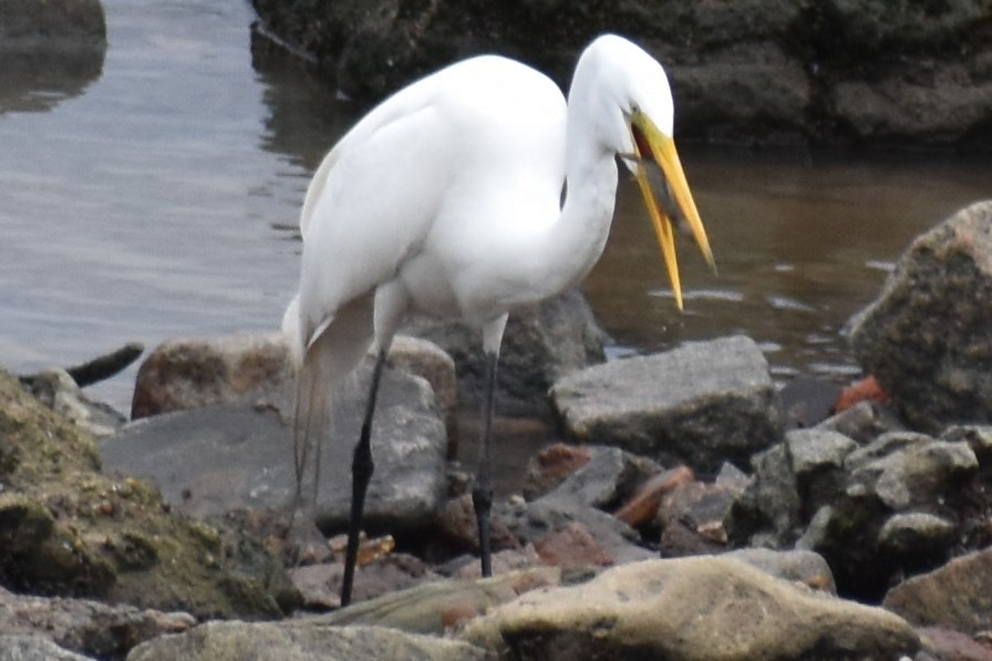 Koartza zuria - ML645969949