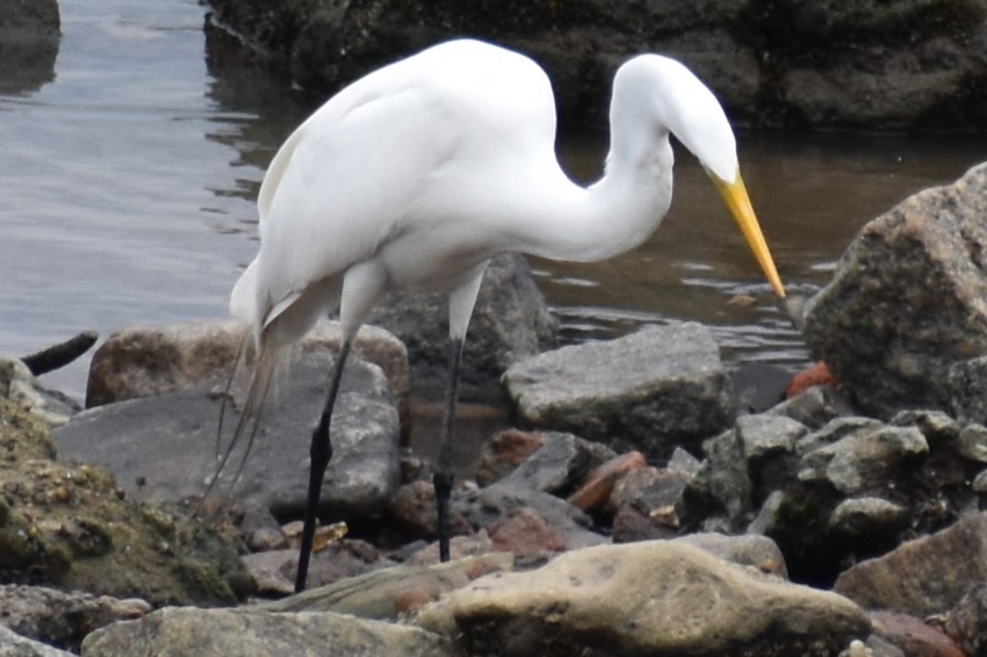 Koartza zuria - ML645969950