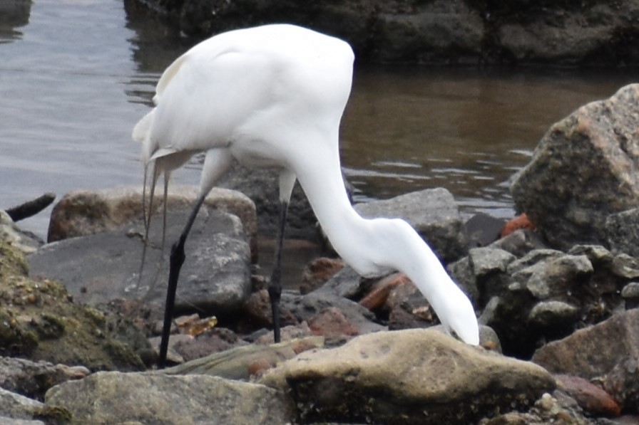 Koartza zuria - ML645969951