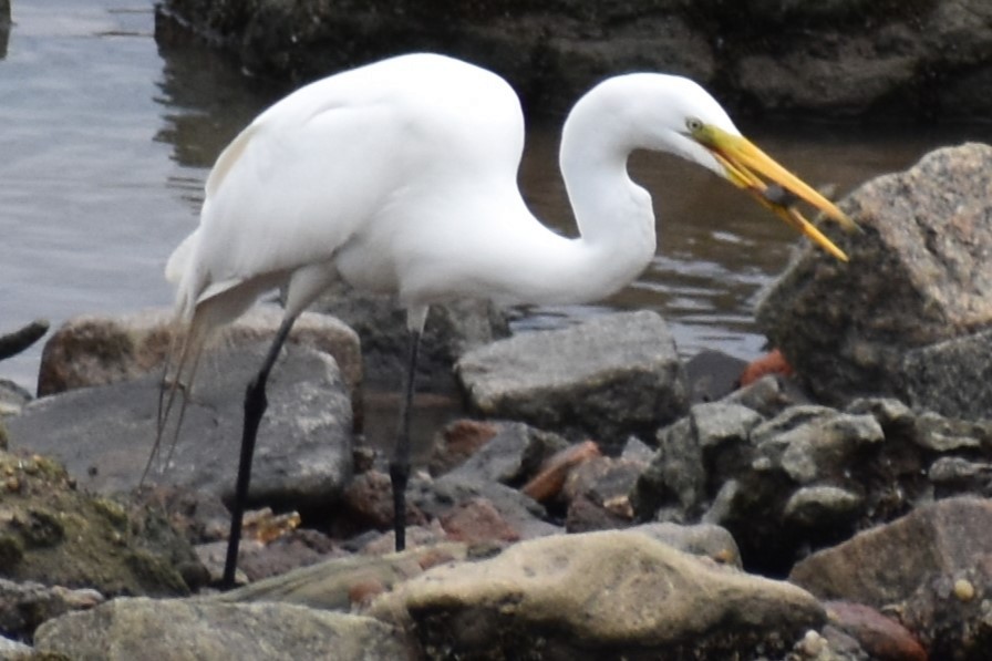 Koartza zuria - ML645969952