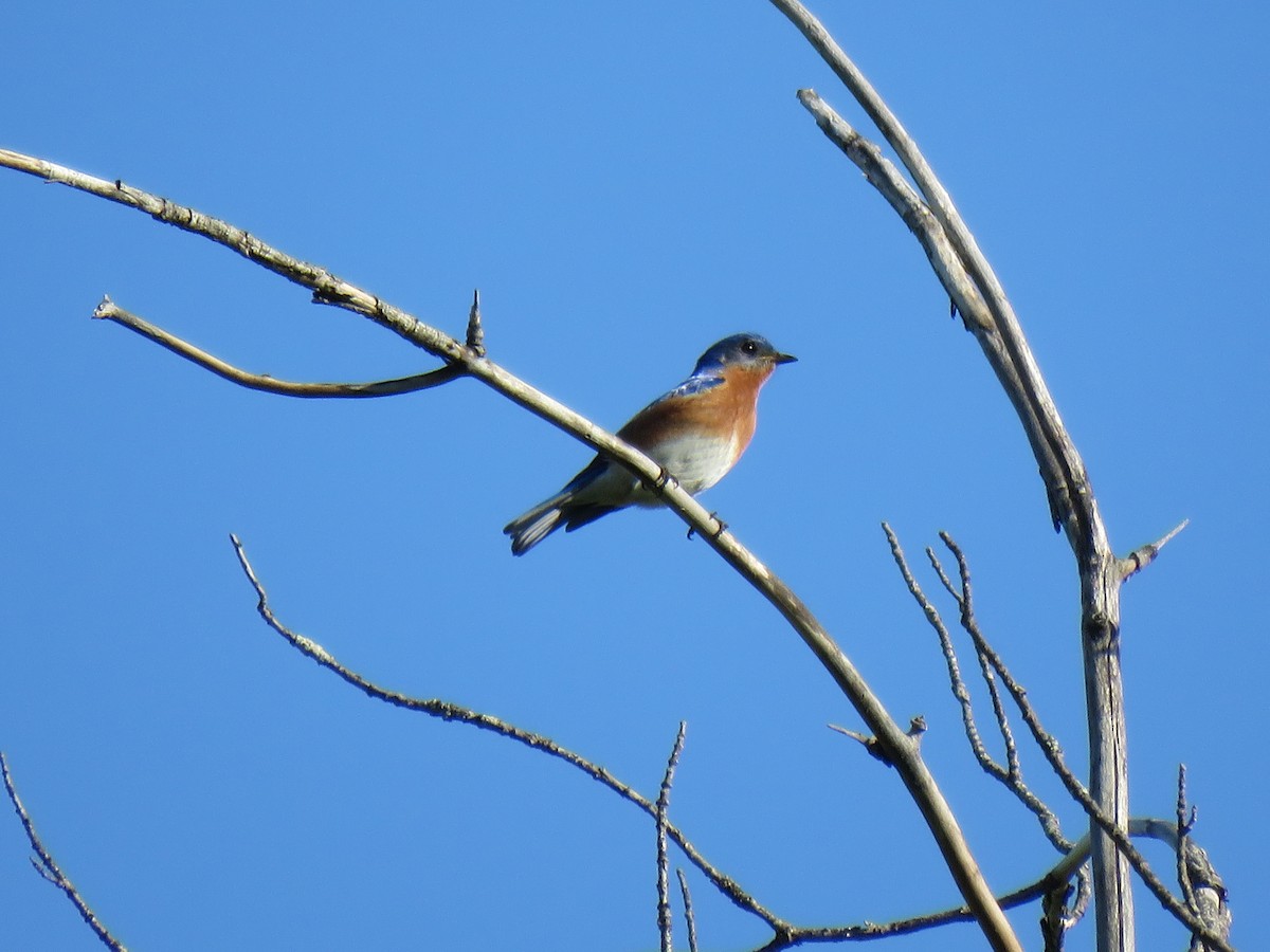 Eastern Bluebird - ML645969953