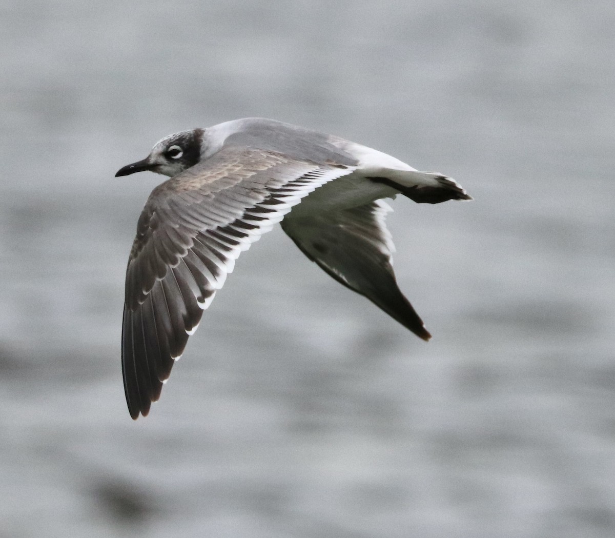 Franklin's Gull - ML645969959
