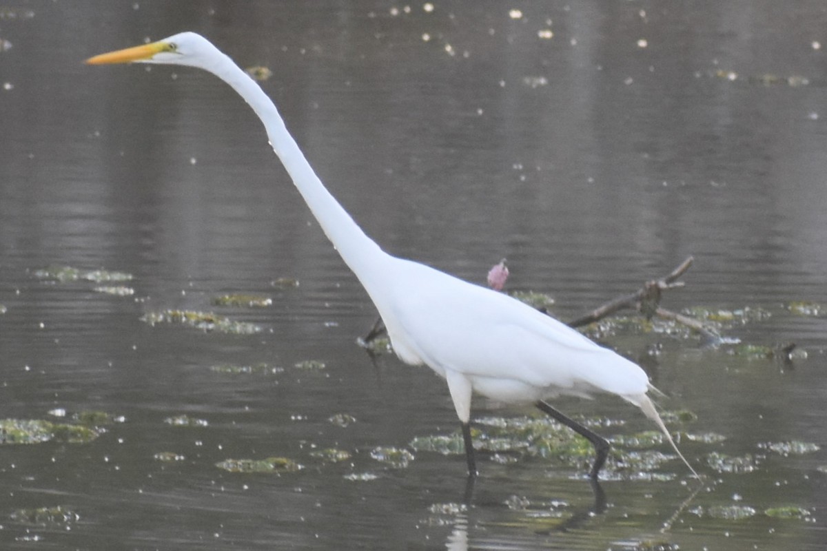 Koartza zuria - ML645969966