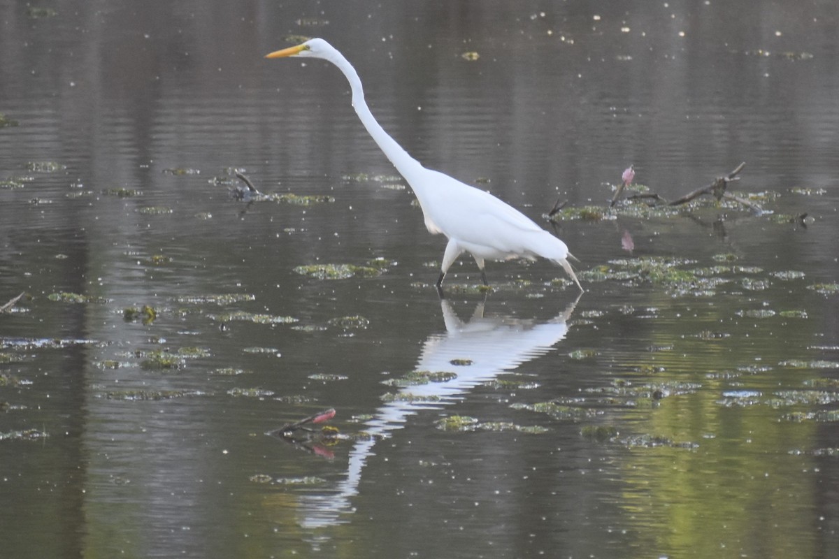 Koartza zuria - ML645969967