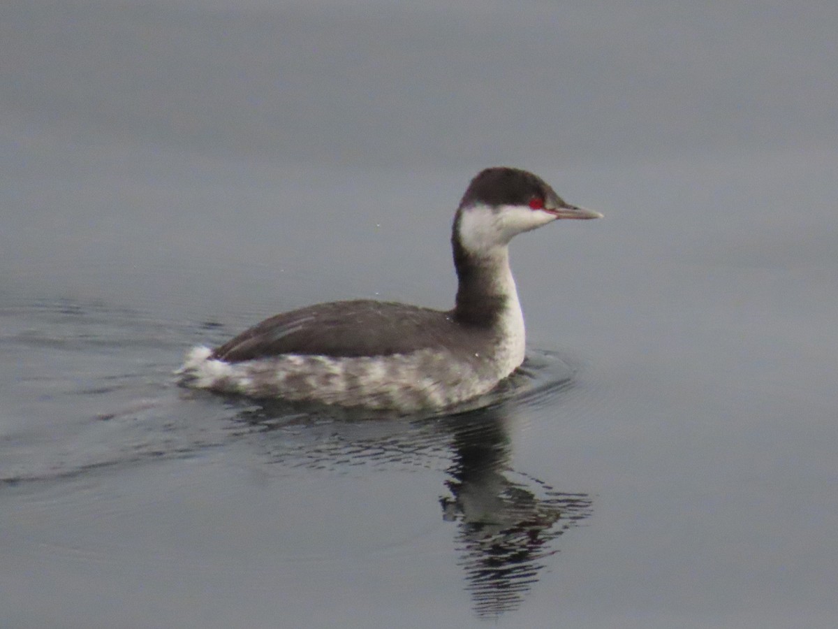 Txilinporta urrebelarria - ML645969970