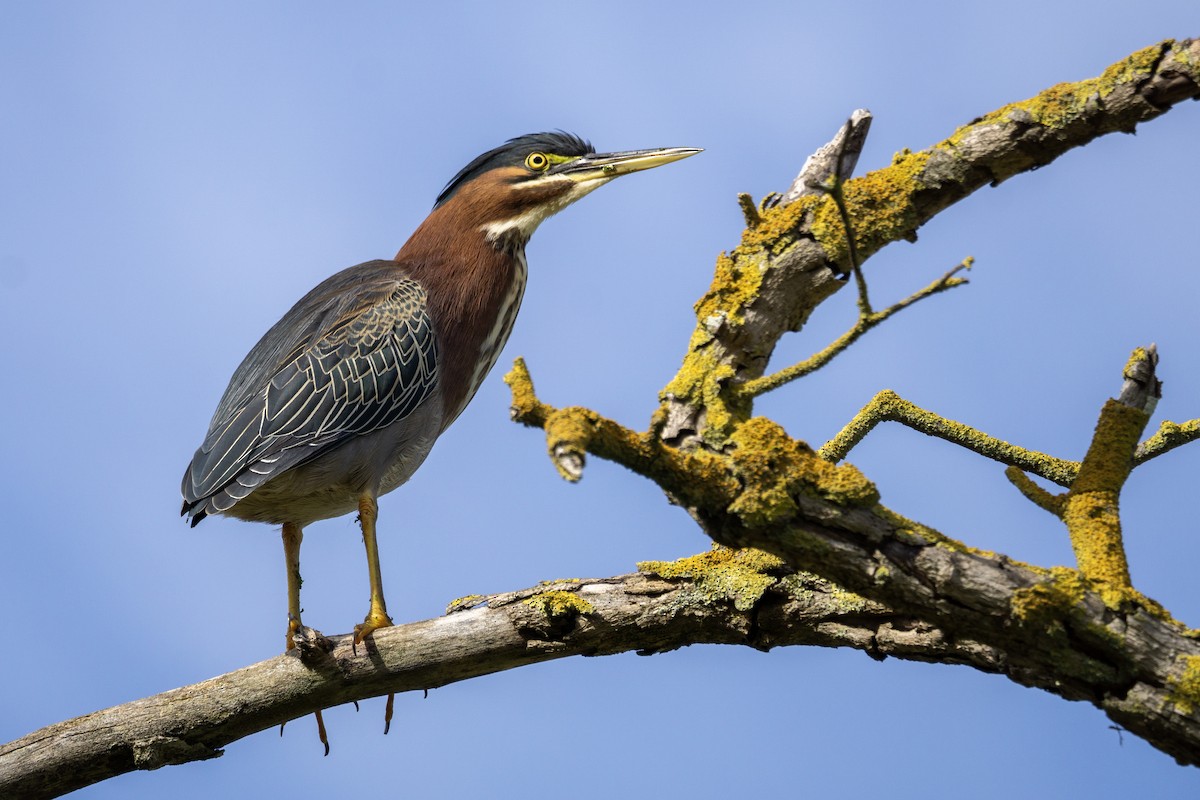 volavka zelenavá - ML645969972