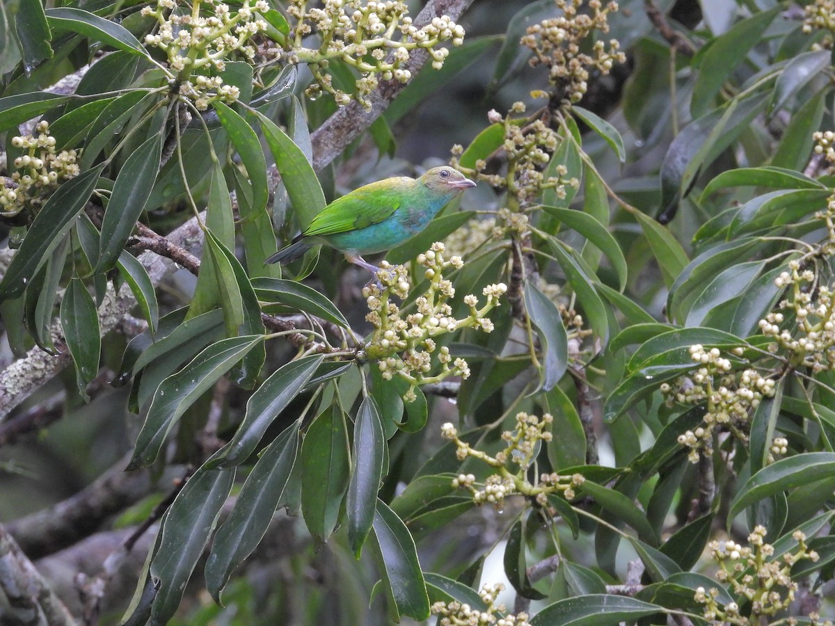 Tangara Cabecibaya - ML645969973