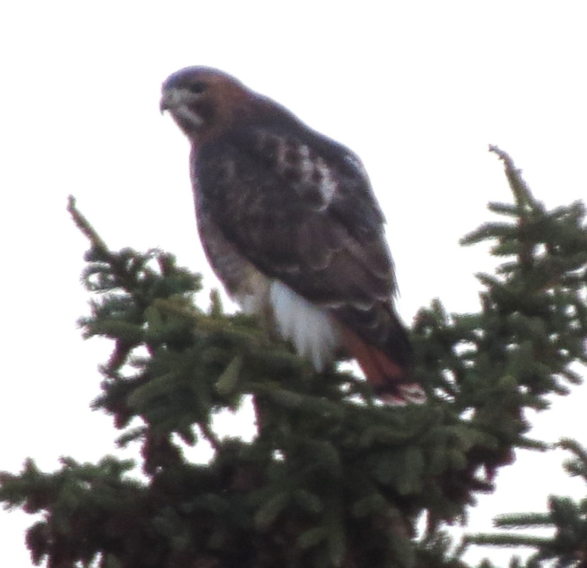 Red-tailed Hawk - ML645969979