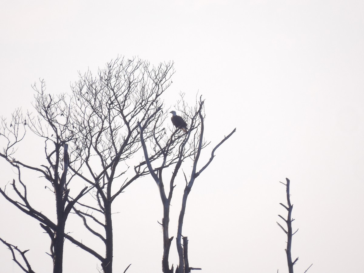 Itsas arrano buruzuria - ML645969980