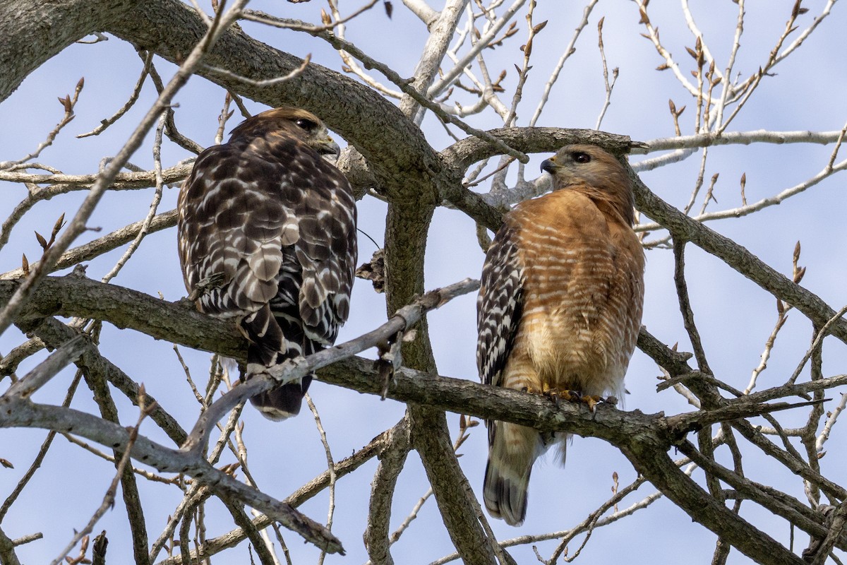 káně páskovaná - ML645969983