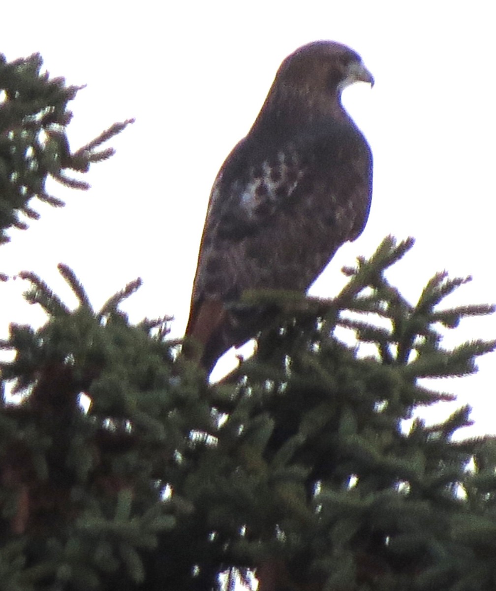 Red-tailed Hawk - ML645969984