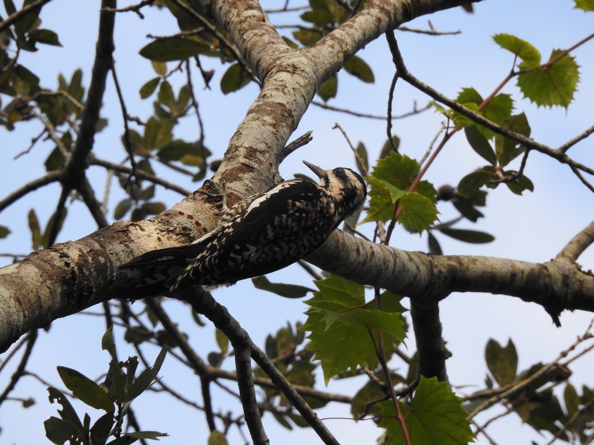 Желтобрюхий дятел-сокоед - ML645969985