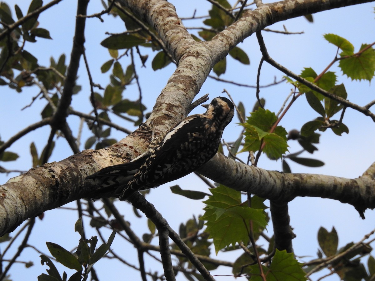 Желтобрюхий дятел-сокоед - ML645969986