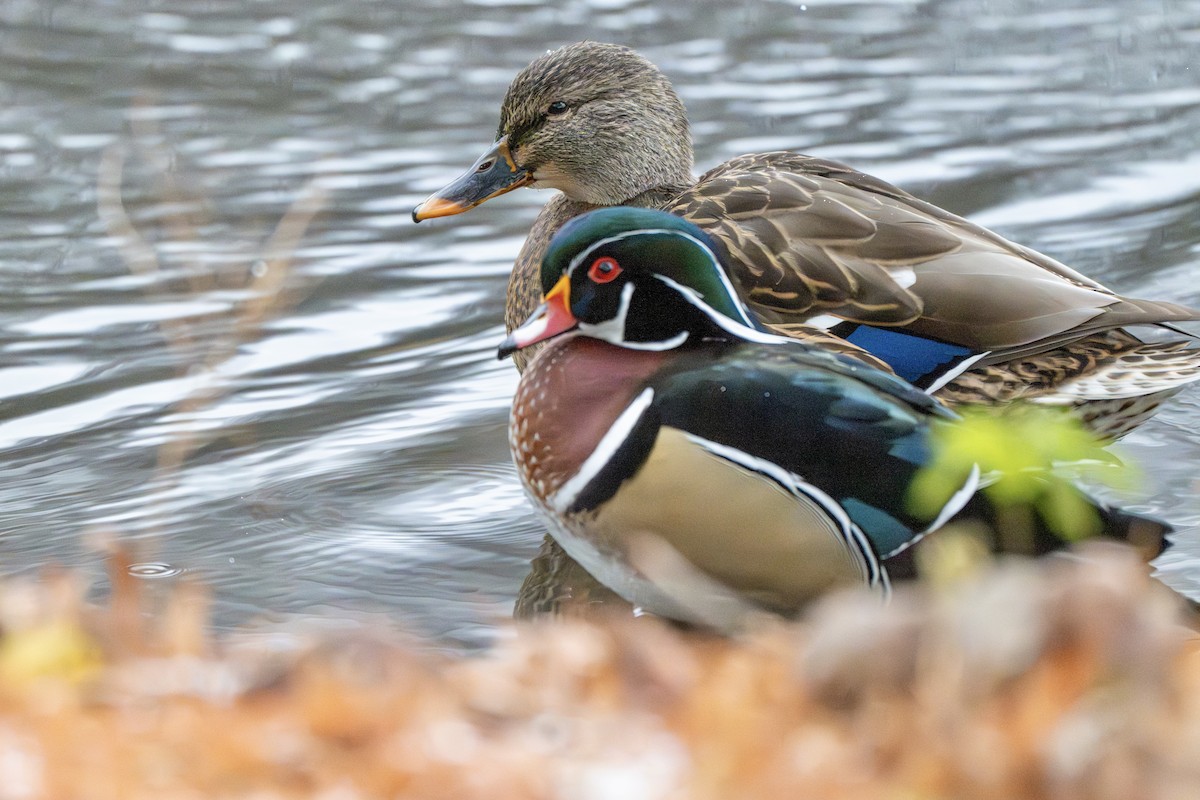 kachnička karolínská - ML645969989