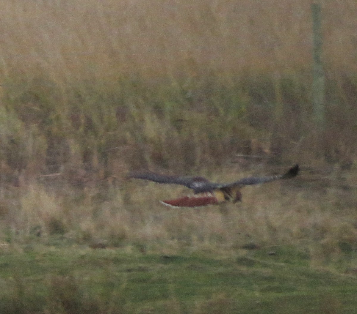 Red-tailed Hawk - ML645969990