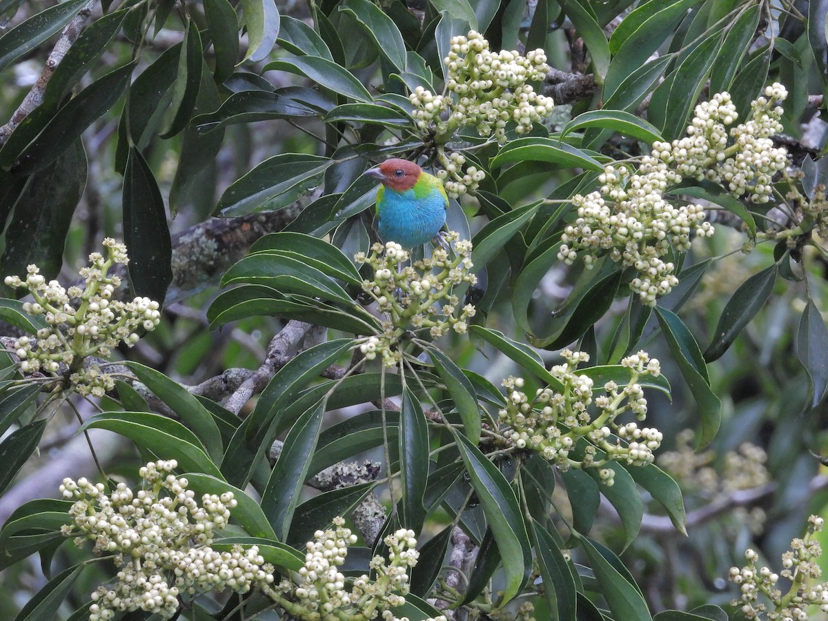 Tangara Cabecibaya - ML645969993