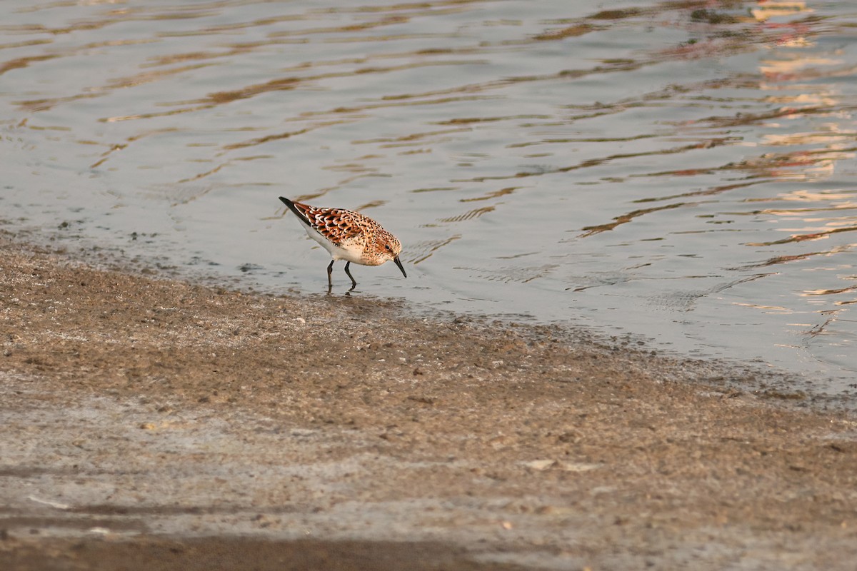Little Stint - ML645969994