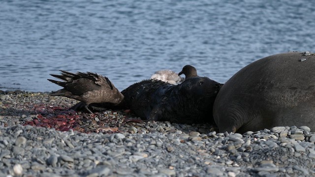 Brown Skua (Subantarctic) - ML645969996