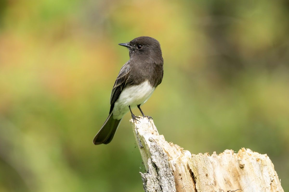 Black Phoebe - ML645969997