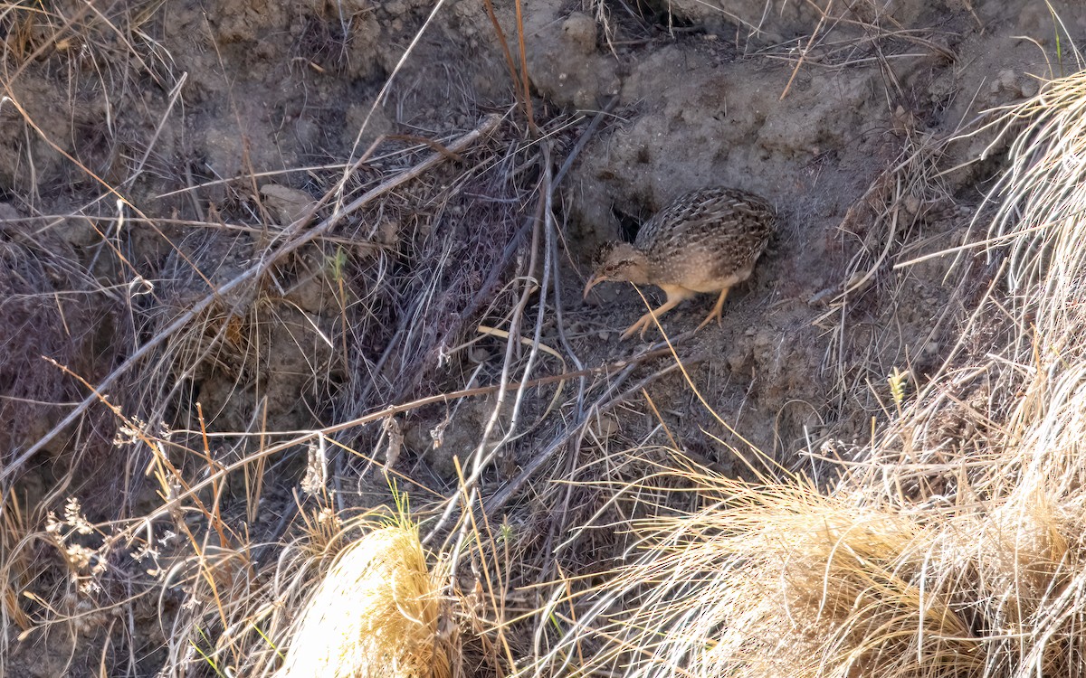 Інамбу андський - ML645970012