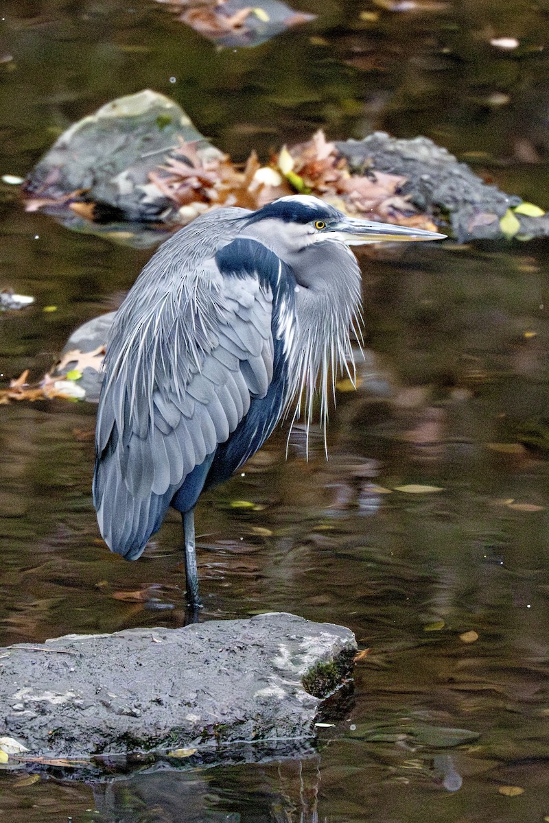 オオアオサギ - ML645970016