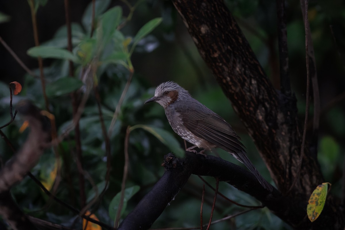 brunørebylbyl - ML645970019