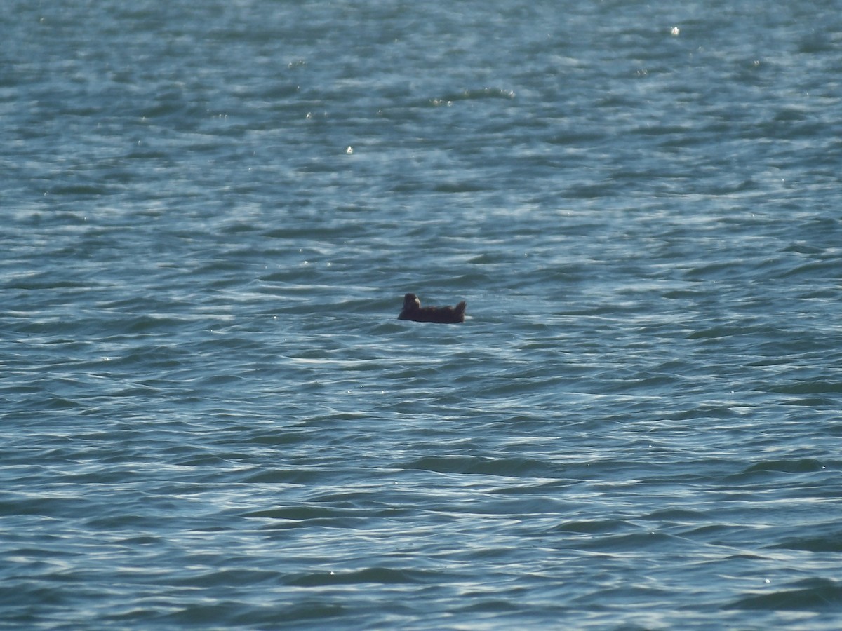 アラナミキンクロ - ML645970020