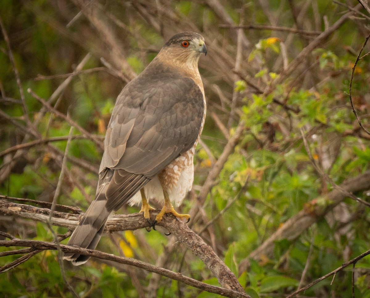 クーパーハイタカ - ML645970021