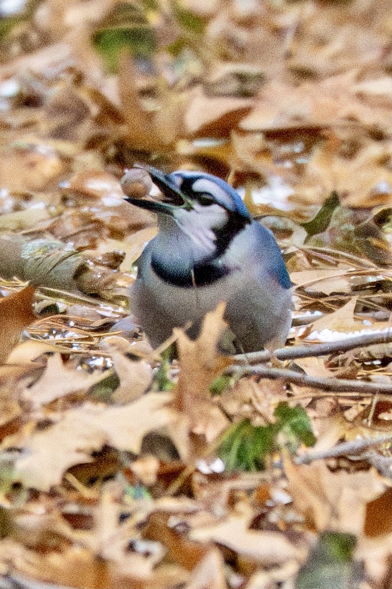 アオカケス - ML645970022