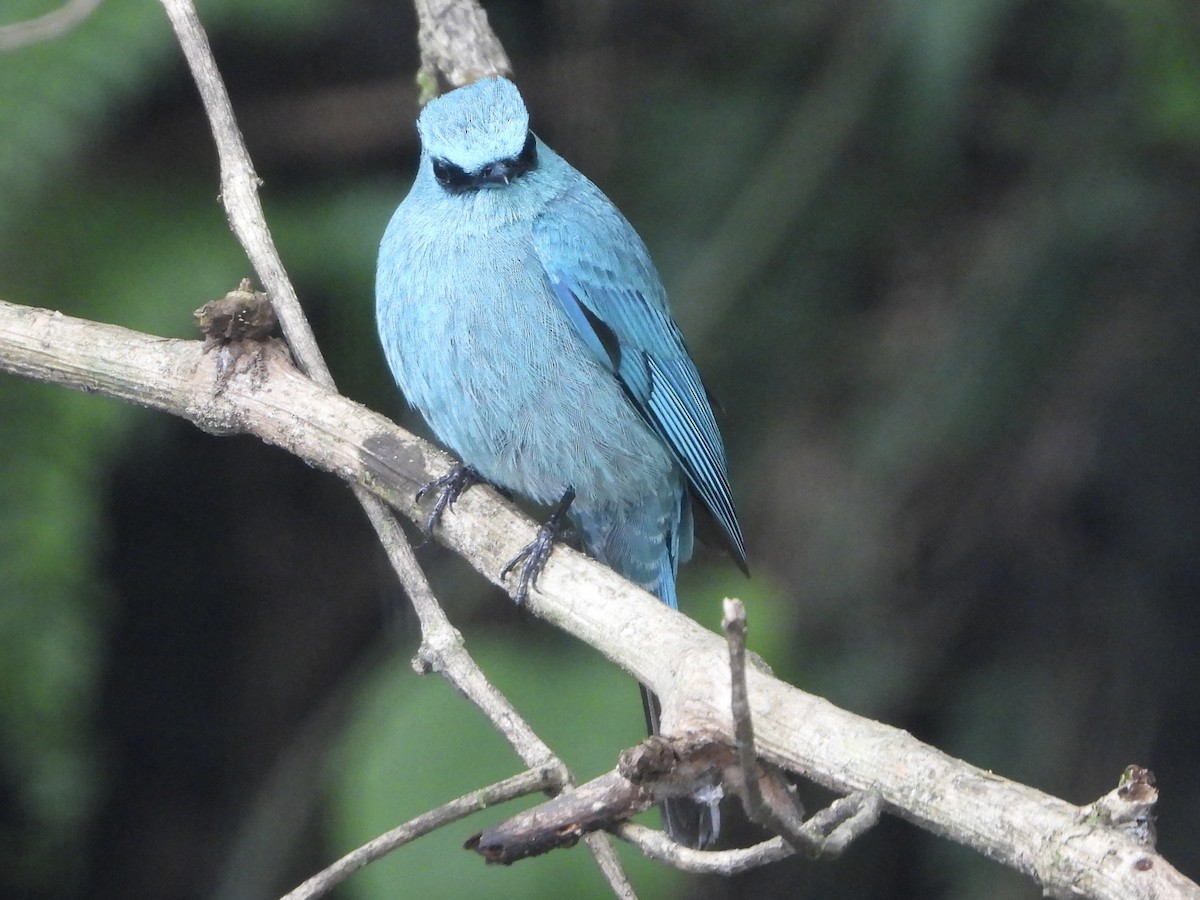 ロクショウヒタキ - ML645970023