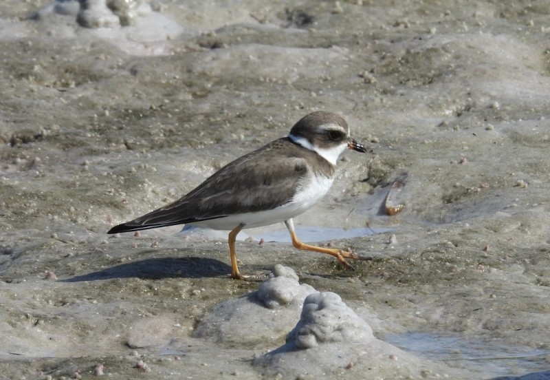 ミズカキチドリ - ML645970024