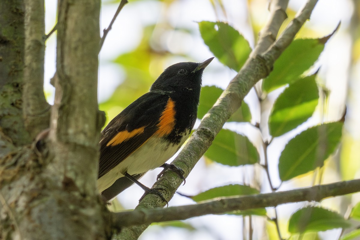 lesňáček lejsčí - ML645970025