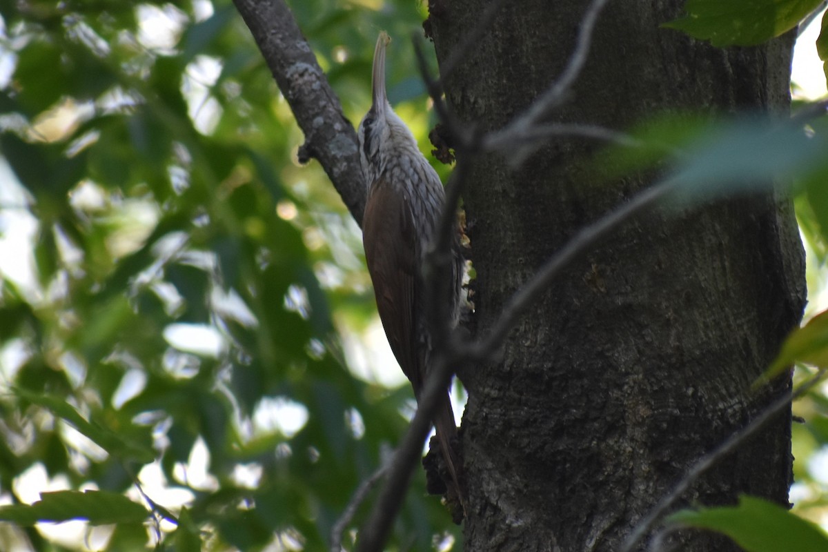 マミジロオニキバシリ - ML645970026