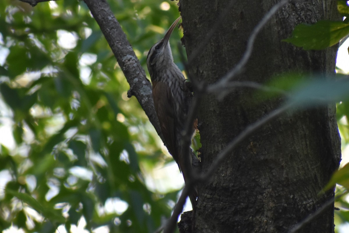 マミジロオニキバシリ - ML645970027