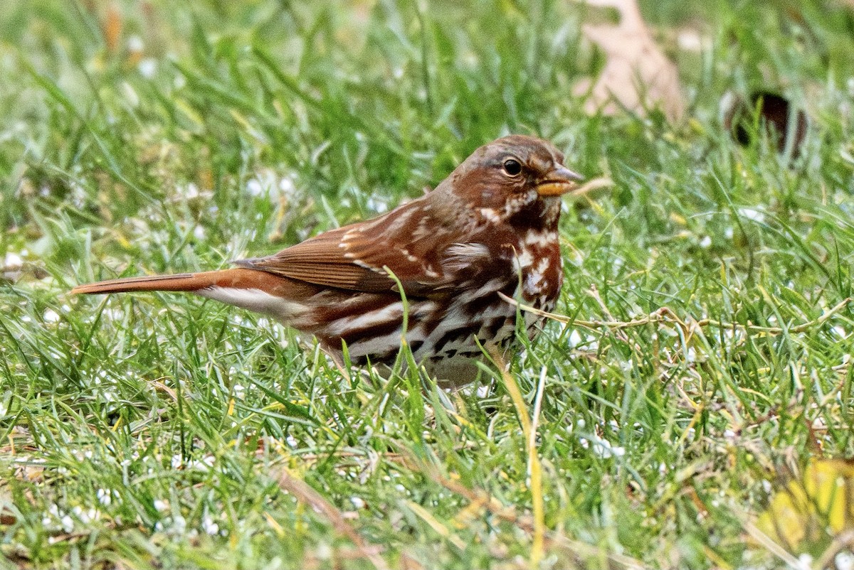 ゴマフスズメ - ML645970029