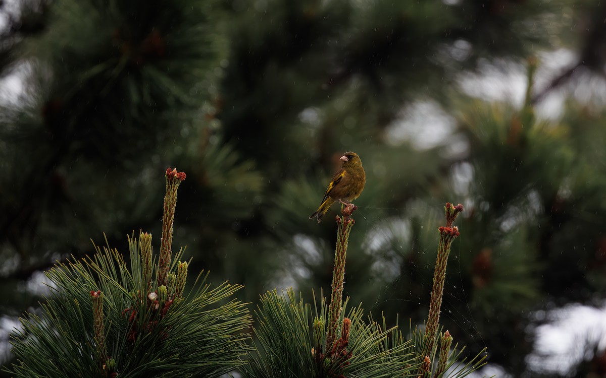 カワラヒワ - ML645970030