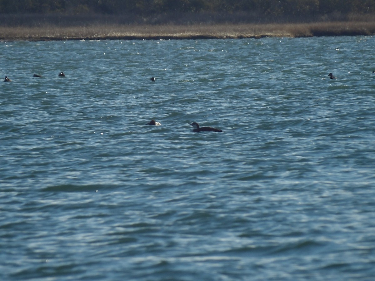 アビ - ML645970031