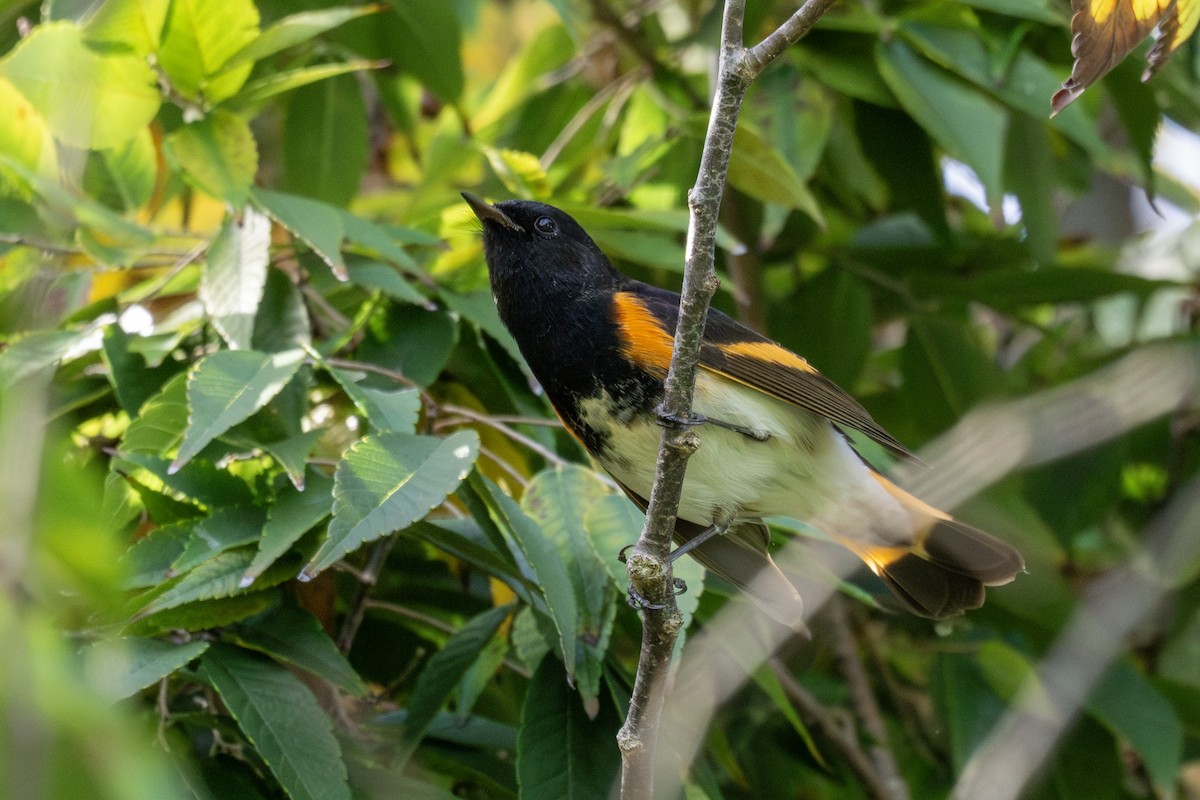 lesňáček lejsčí - ML645970032