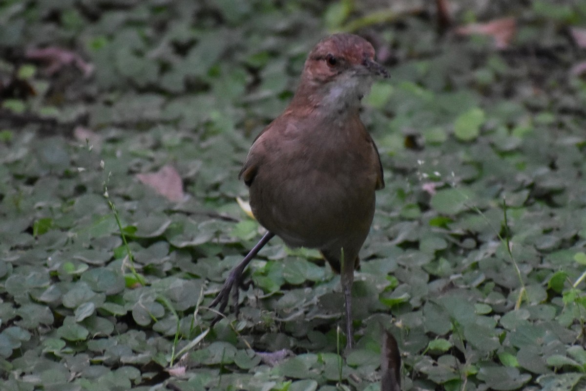 セアカカマドドリ - ML645970034