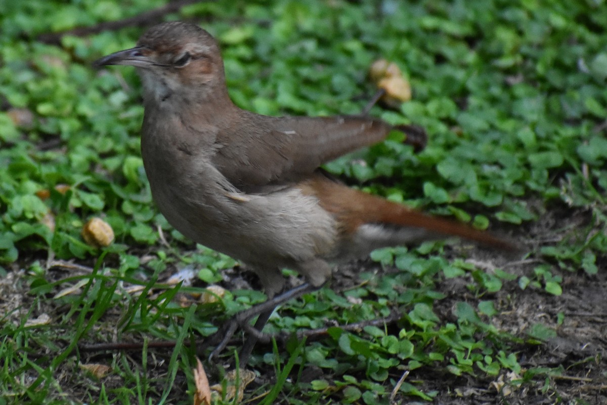 セアカカマドドリ - ML645970035