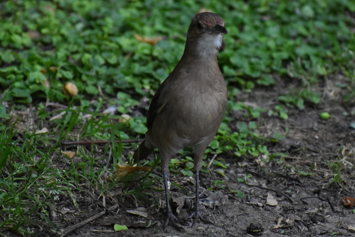 セアカカマドドリ - ML645970036